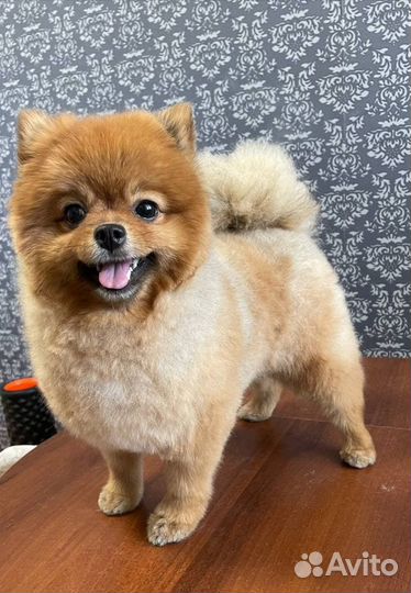 Стрижка собак и кошек Грумер