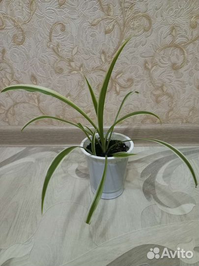 Хлорофитум