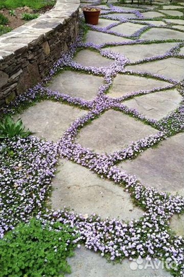 Тимьян (Чабрец) ползучий