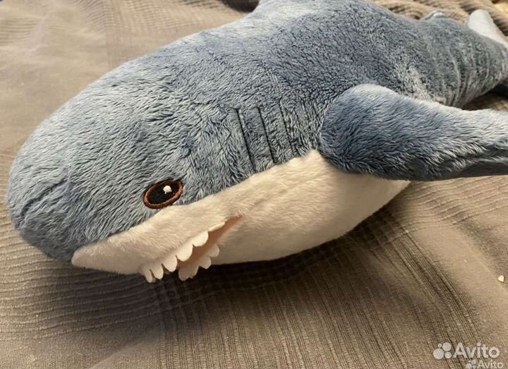 Акула Блохэй