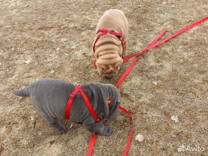 Товары для собак