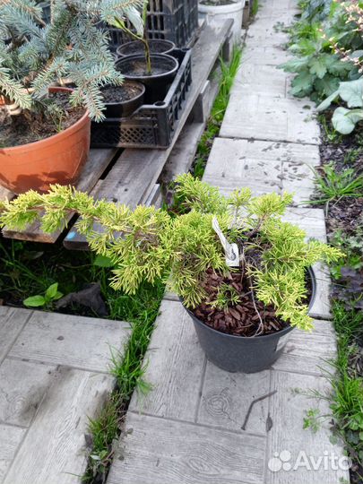 Можжевельник