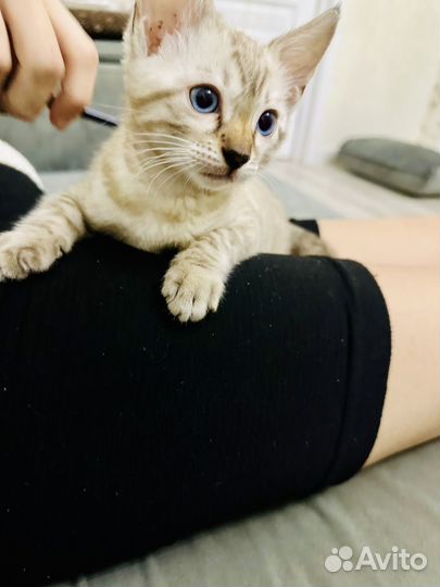 Бенгальская снежная девочка