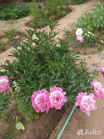 Пионы саженцы