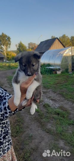 Щенки заподно сибирской лайки