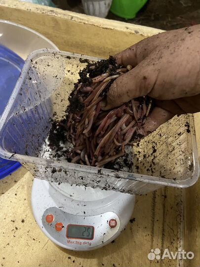 Черви для рыбалки дендробена