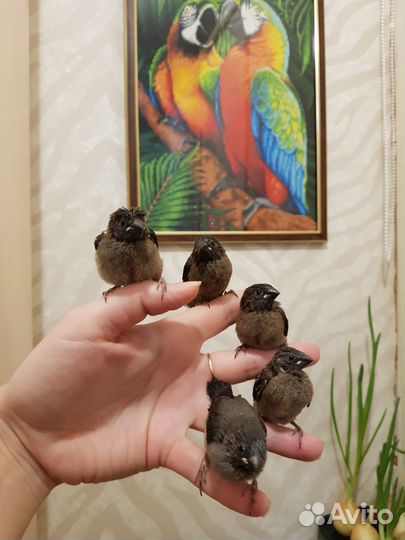 Самка японской амадины