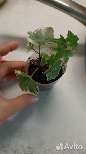 Плющ комнатный