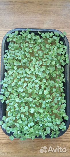 Микрозелень брокколи, руккола