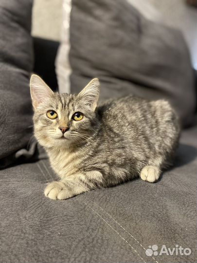 Котята бесплатно