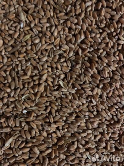 Пшеница 15 с доставкой