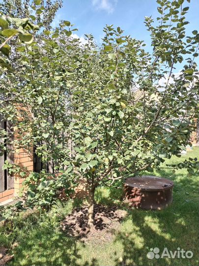 Саженцы яблони