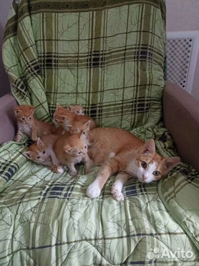 Девочки сестрички от домашней кошечки