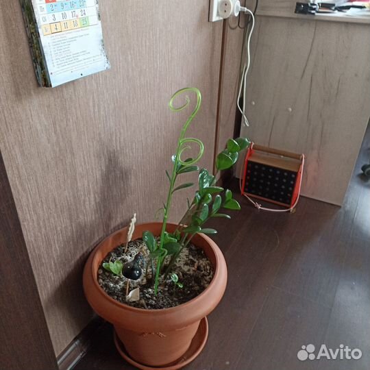 Растения для флорариума