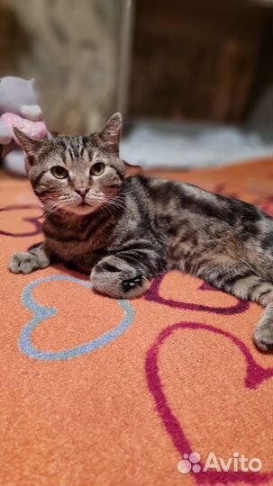 Котик в дом