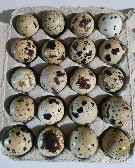 Яйцо перепелиное пищевое