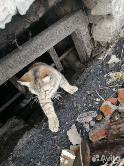 Кошечка в добрые руки