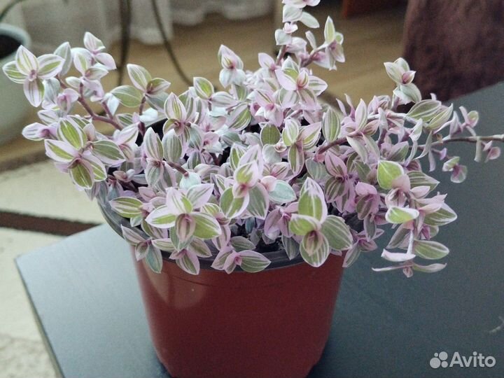 Коллизия пинк
