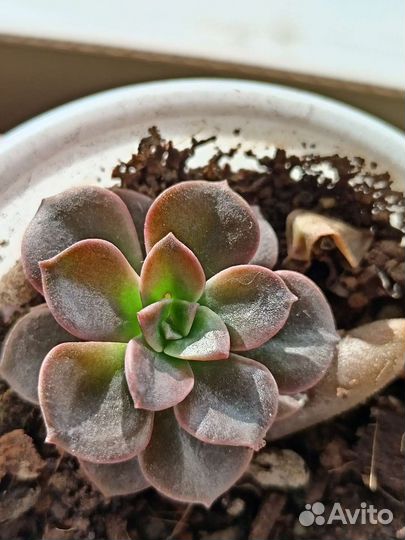 Суккуленты