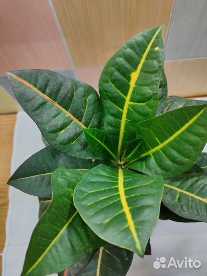 Кодиеум кротон