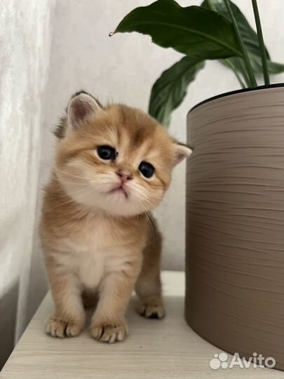 Британские котята