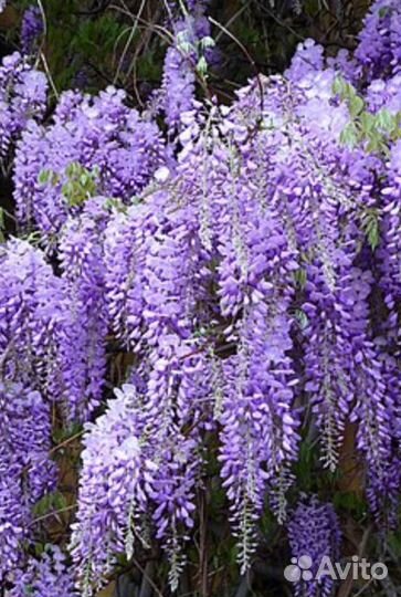 Глициния блю мун