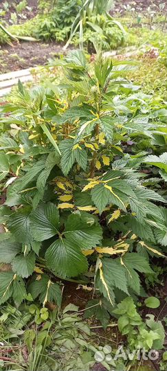 Овощная и Цветочная рассада