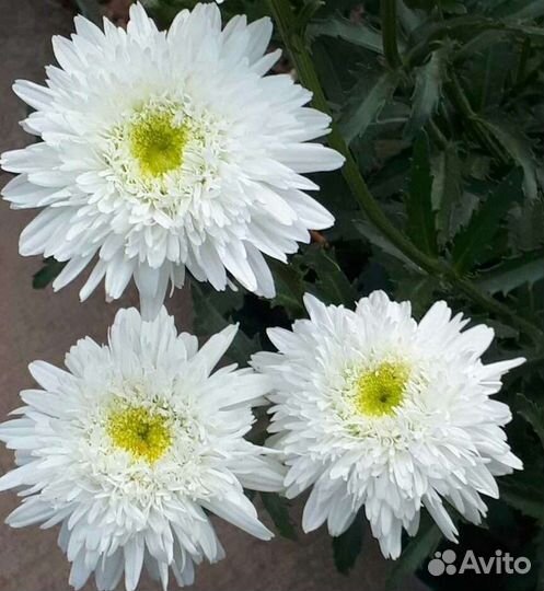 Многолетние цветы