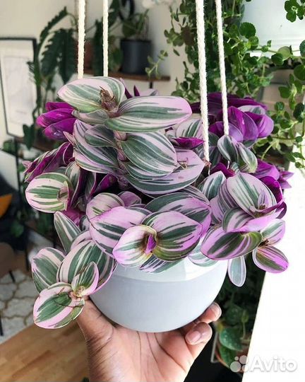 Традесканция, укорененные растения