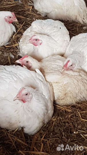 Мясо домашней курицы