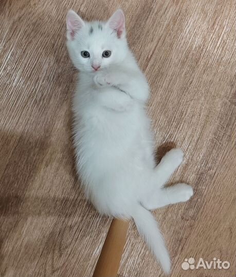 Котёнок белый