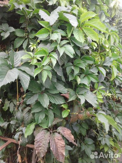 Виноград винный Изабелла,декоративный-Девичий