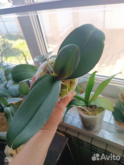 Орхидея фаленопсис