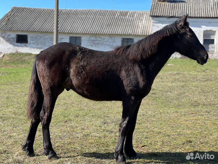Продается жеребчик