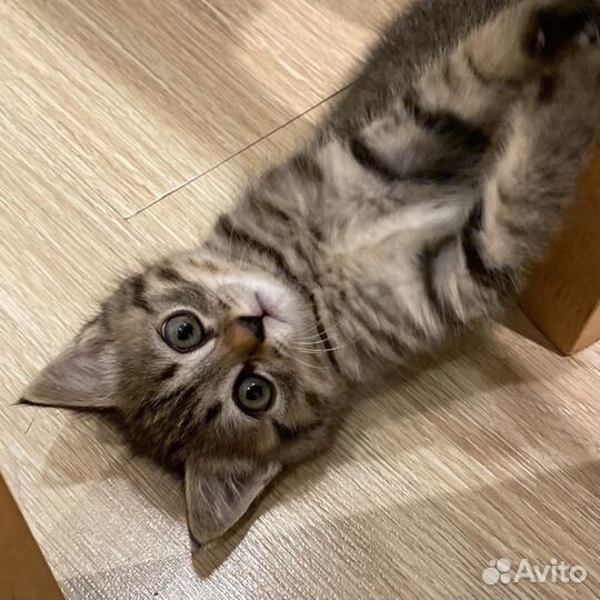Котёнок в добрые руки (девочка)