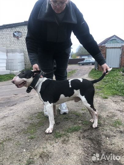 Стандартный бультерьер