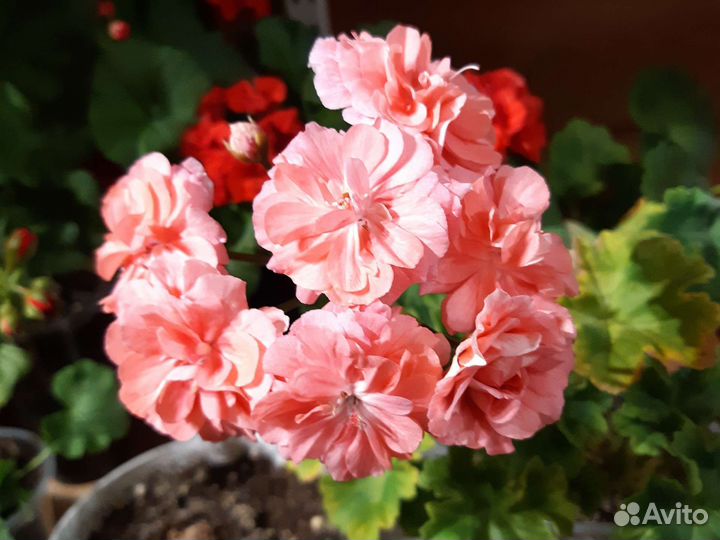 Пеларгония герань