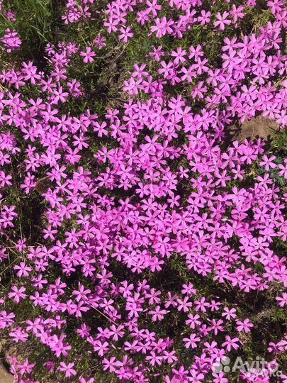 Шиловидный флокс