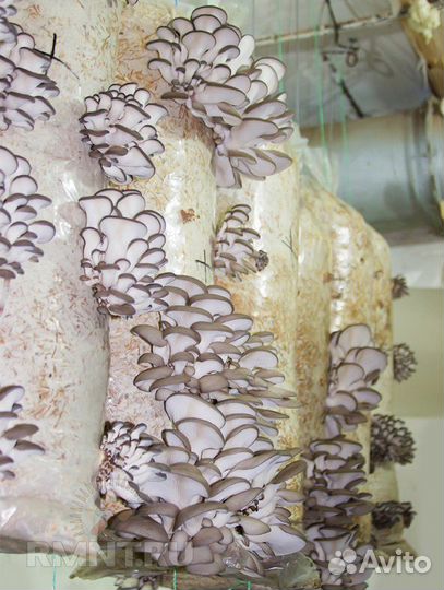 Мицелий грибов Вешенка просто и вкусно