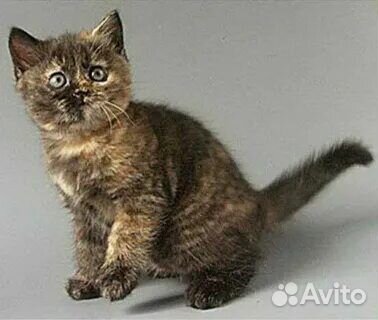 Котенок