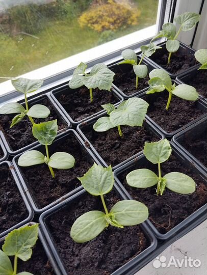 Рассада огурцов