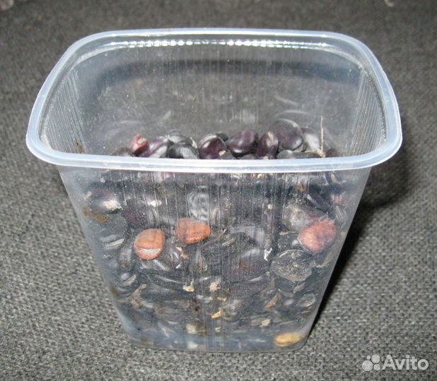 Семена бобов