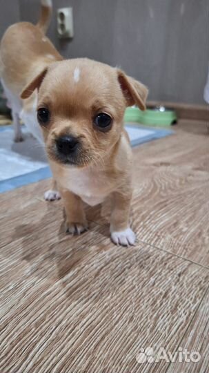 Щенки чихуахуа девочки