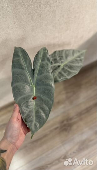 Alocasia Korthalsii Grandis/ Алоказия Кортхалси