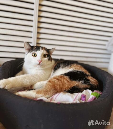 Кошки бесплатно