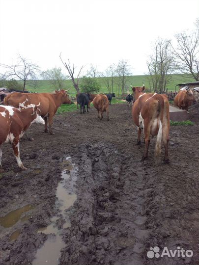 Коровы дойные молочные