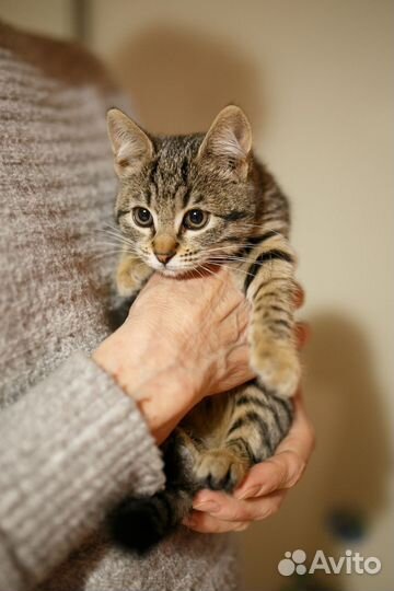 Котенок девочка