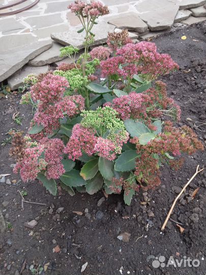 Дубки,бадан