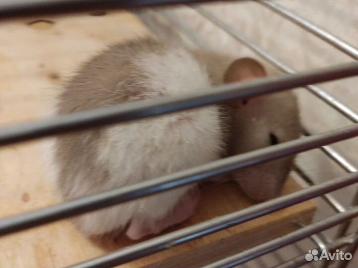 Крысята дамбо