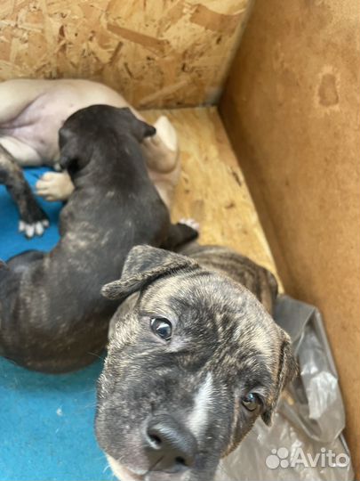 Щенки американского стаффорда